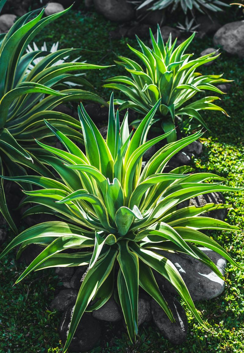 Horticultural Design Sunshine Coast